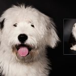Pets Portraits Limerick | Michael Martin Photography